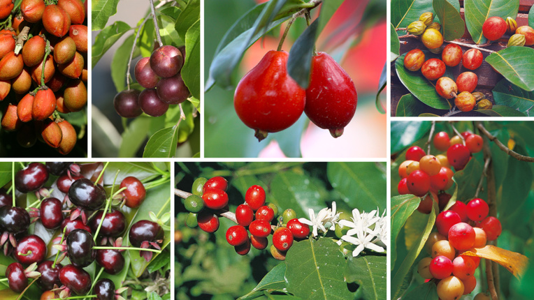 Vaitupa : le temps des “cerises”… Vaitupa : le temps des “cerises”…