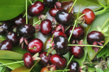 Vaitupa : le temps des “cerises”… Vaitupa : le temps des “cerises”…