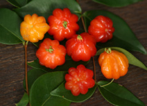 Vaitupa : le temps des “cerises”… Vaitupa : le temps des “cerises”…