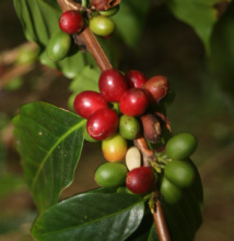 Vaitupa : le temps des “cerises”… Vaitupa : le temps des “cerises”…