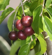 Vaitupa : le temps des “cerises”… Vaitupa : le temps des “cerises”…