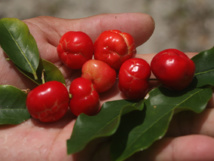 Vaitupa : le temps des “cerises”… Vaitupa : le temps des “cerises”…