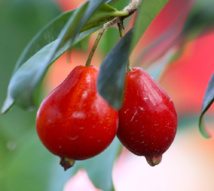 Vaitupa : le temps des “cerises”… Vaitupa : le temps des “cerises”…