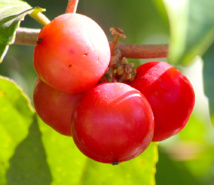 Vaitupa : le temps des “cerises”… Vaitupa : le temps des “cerises”…