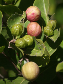 Vaitupa : le temps des “cerises”… Vaitupa : le temps des “cerises”…