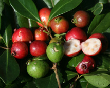 Vaitupa : le temps des “cerises”… Vaitupa : le temps des “cerises”…