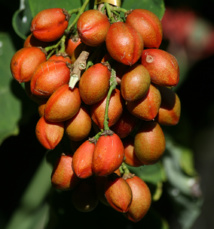 Vaitupa : le temps des “cerises”… Vaitupa : le temps des “cerises”…