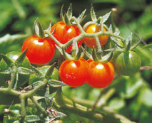 Vaitupa : le temps des “cerises”… Vaitupa : le temps des “cerises”…