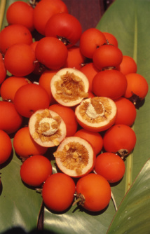 Vaitupa : le temps des “cerises”… Vaitupa : le temps des “cerises”…