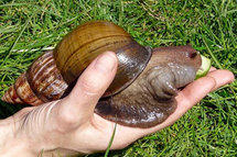 Beurk! Des escargots géants et gloutons attaquent Miami