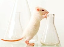 Un anticancéreux inverse rapidement Alzheimer chez des souris