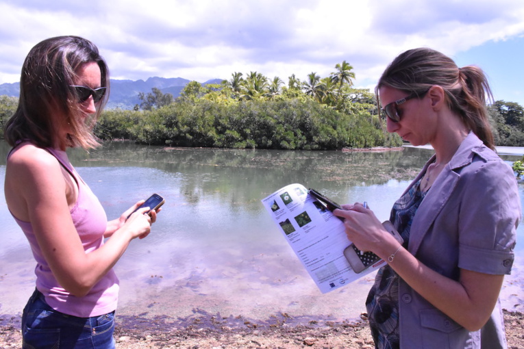 Le palétuvier : une espèce à surveiller au fenua Le palétuvier : une espèce à surveiller au fenua