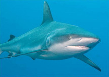 Les requins plus meurtriers en 2011, l'homme responsable