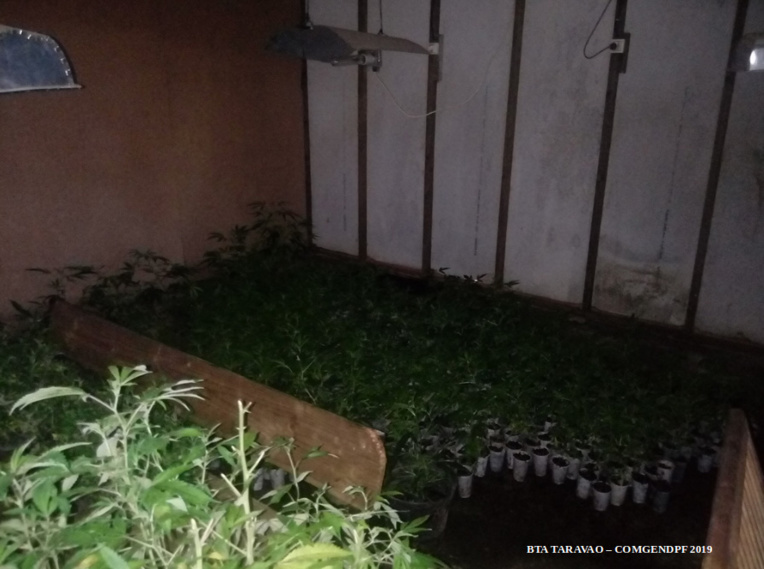 825 plants de cannabis découverts à Taiarapu Est 825 plants de cannabis découverts à Taiarapu Est