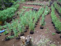 724 pieds de Paka repérés par hélicoptère, saisis puis détruits à Taha'a