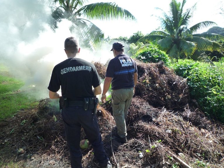 724 pieds de Paka repérés par hélicoptère, saisis puis détruits à Taha'a