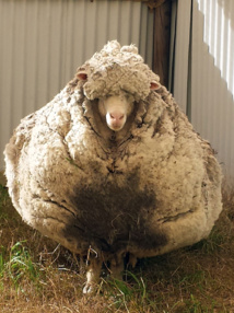 Chris le mouton, célèbre pour sa toison, est mort