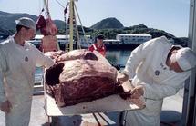 La Norvège reconduit les quotas de chasse à la baleine, Greenpeace proteste