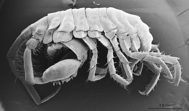 Une nouvelle espèce de crustacés découverte dans la gueule d'un requin-baleine Une nouvelle espèce de crustacés découverte dans la gueule d'un requin-baleine
