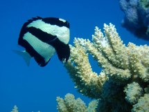 Plus de 12% des espèces de la zone tropicale du Pacifique sont menacées