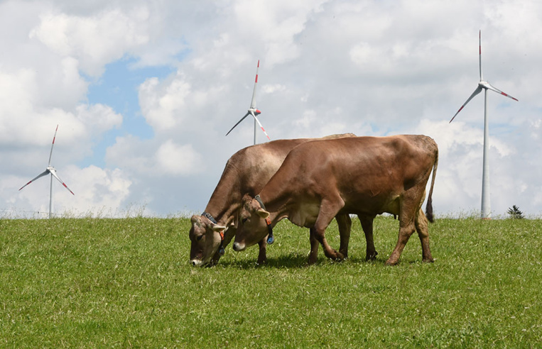 Des éleveurs dénoncent des troubles d'origine électrique et saisissent la justice Des éleveurs dénoncent des troubles d'origine électrique et saisissent la justice