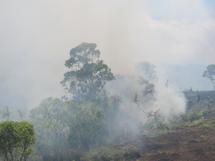 Incendie à Nuku Hiva: 600 hectares de forêt dévastée, une espèce endémique menacée