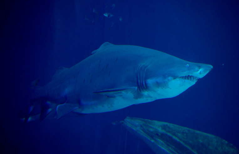 La réunion: La main et un avant-bras découverts dans l'estomac d'un requin tigre