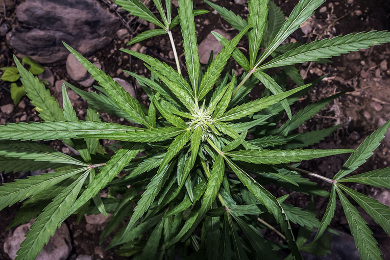 Saisie record à Roubaix de 8.000 pieds de cannabis cultivés en intérieur Saisie record à Roubaix de 8.000 pieds de cannabis cultivés en intérieur