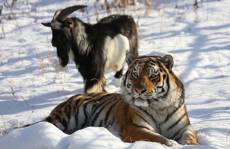 En Russie, mort d'un bouc devenu le meilleur ami d'un tigre