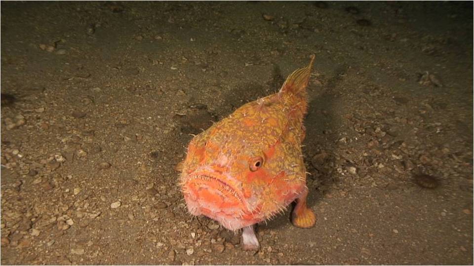 « Pakaihi I Te Moana » : de la recherche au partage des découvertes