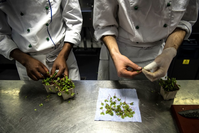 Aux fourneaux, de futurs jeunes chefs soucieux de cuisiner "durable" Aux fourneaux, de futurs jeunes chefs soucieux de cuisiner "durable"