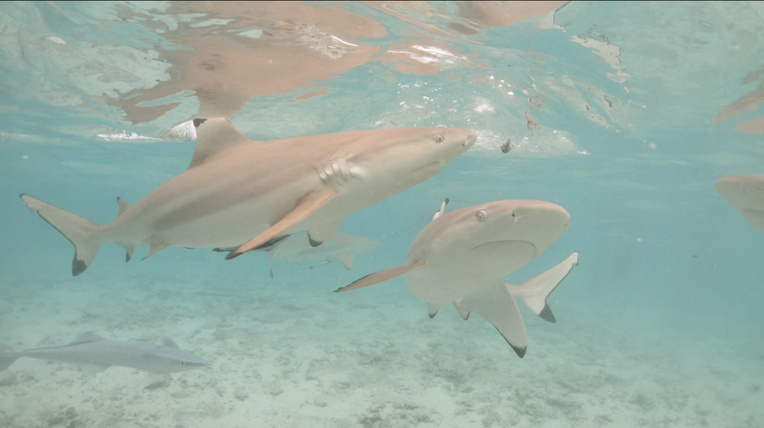 Enfant mordu par un requin : "Il est interdit d’interagir avec des espèces sauvages" Enfant mordu par un requin : "Il est interdit d’interagir avec des espèces sauvages"