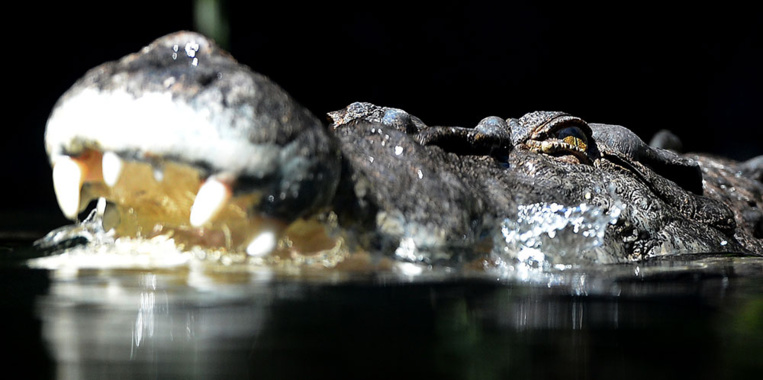 Australie: attaqué par un crocodile, il survit en lui mettant le doigt dans l'oeil