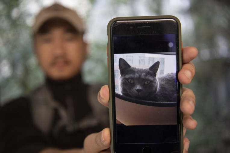 En Chine, détective high-tech pour chats perdus