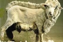 La tonte des moutons aux Jeux Olympiques, la Nouvelle-Zélande en rêve