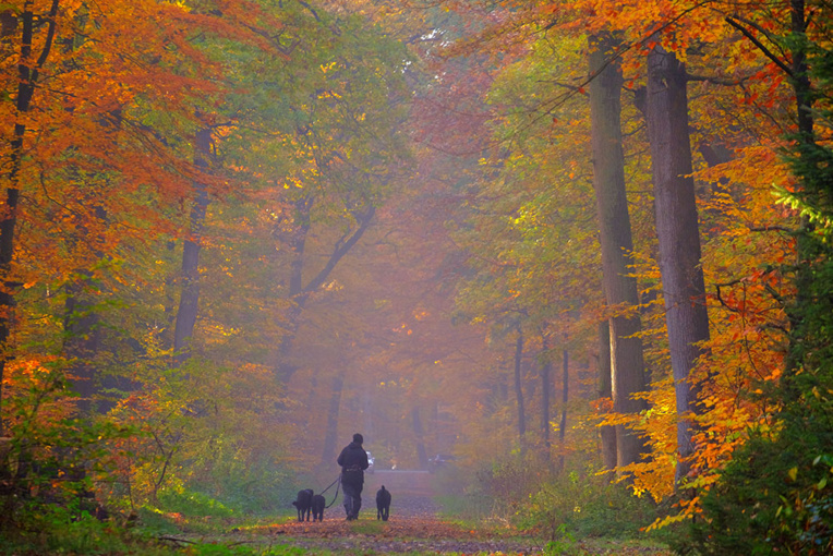 Aisne: une femme enceinte tuée dans une attaque de chiens Aisne: une femme enceinte tuée dans une attaque de chiens
