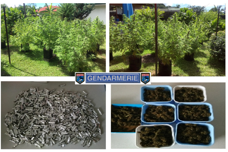 558 sticks saisis et détruits chez un particulier à Taravao 558 sticks saisis et détruits chez un particulier à Taravao