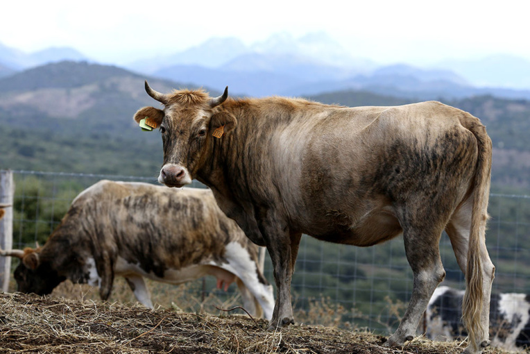 Corse: 6 personnes poursuivies pour 1,4 million d'euros de fraudes aux aides européennes Corse: 6 personnes poursuivies pour 1,4 million d'euros de fraudes aux aides européennes