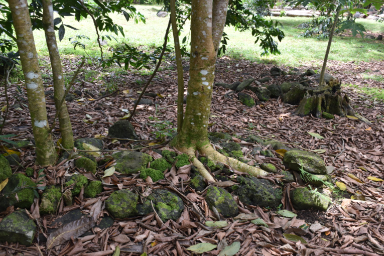 Certaines tombes sont envahies par les arbres. Certaines tombes sont envahies par les arbres.