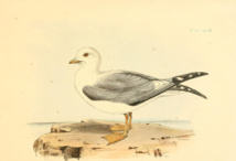 On peut reprocher beaucoup de choses à ce capitaine anglais, mais pas celui d’être un fainéant. Son exploration se traduisit par la publication d’un certain nombre de rapports et d’ouvrages, dont l’un était consacré à la faune rencontrée par le HMS Sulphur lors de son long périple. On peut reprocher beaucoup de choses à ce capitaine anglais, mais pas celui d’être un fainéant. Son exploration se traduisit par la publication d’un certain nombre de rapports et d’ouvrages, dont l’un était consacré à la faune rencontrée par le HMS Sulphur lors de son long périple.