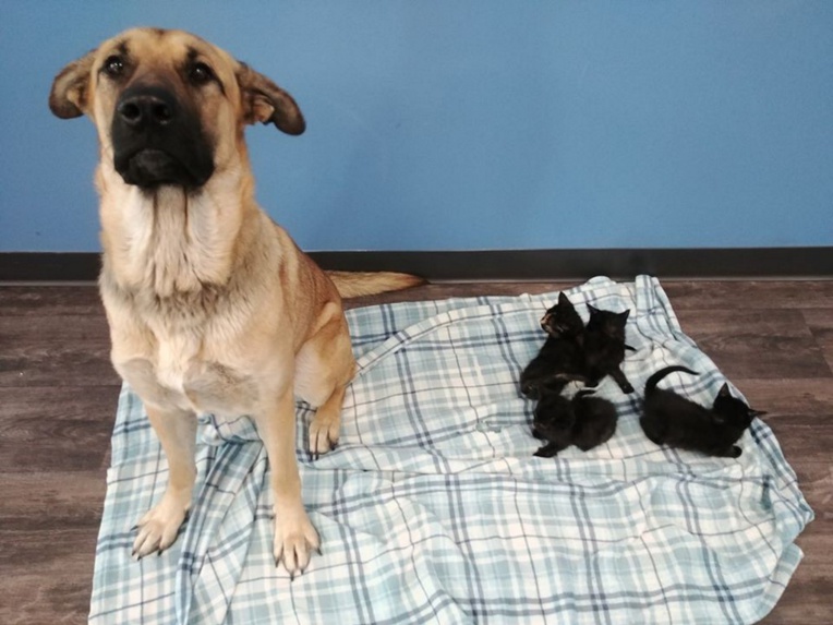 Au Canada, un chien errant sauve du froid des chatons abandonnés Au Canada, un chien errant sauve du froid des chatons abandonnés