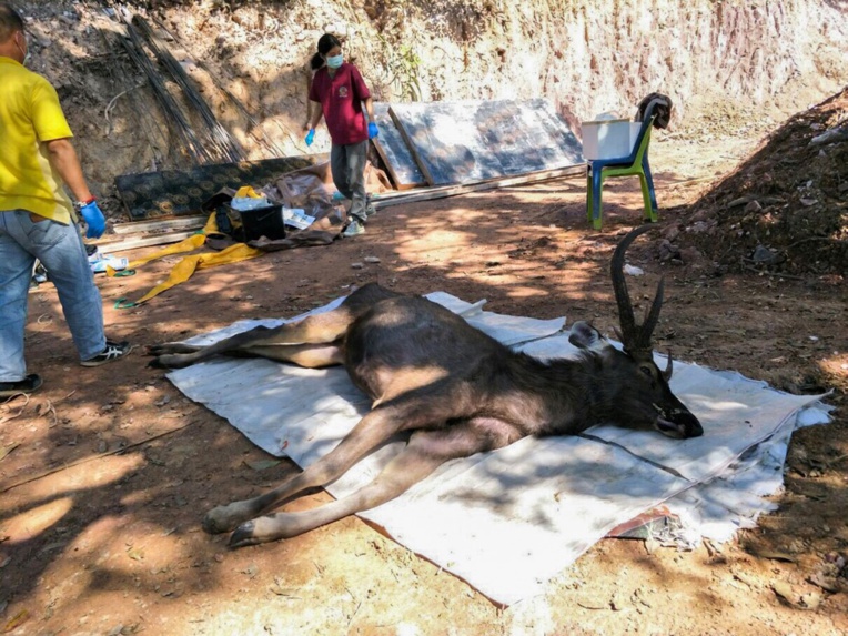 En Thaïlande un cerf sauvage découvert mort avec l'estomac plein de plastiques En Thaïlande un cerf sauvage découvert mort avec l'estomac plein de plastiques