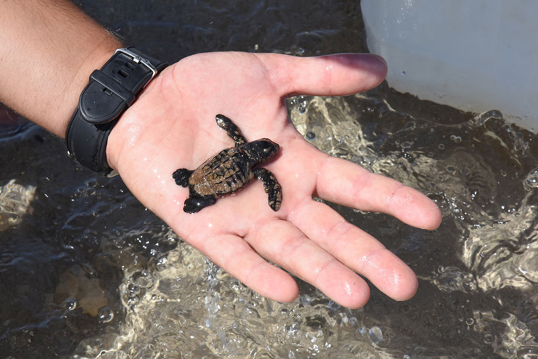 Sur une île tunisienne, une initiative inédite pour aider à protéger les tortues Sur une île tunisienne, une initiative inédite pour aider à protéger les tortues