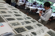 La 3ème vente aux enchères de perles de culture de Tahiti est ouverte