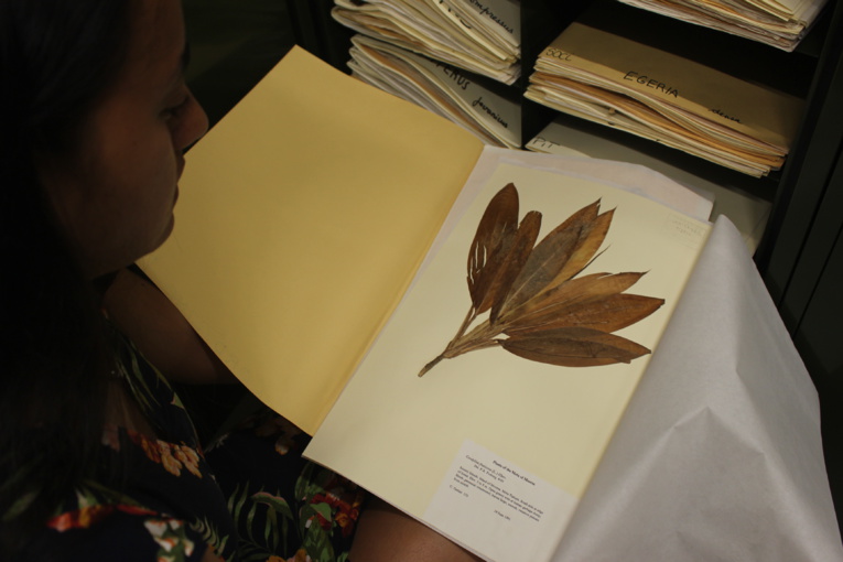 Herbier de Polynésie, un trésor insoupçonné