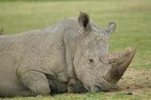 Mystérieuse hécatombe parmi les rhinocéros blancs du zoo de Sydney