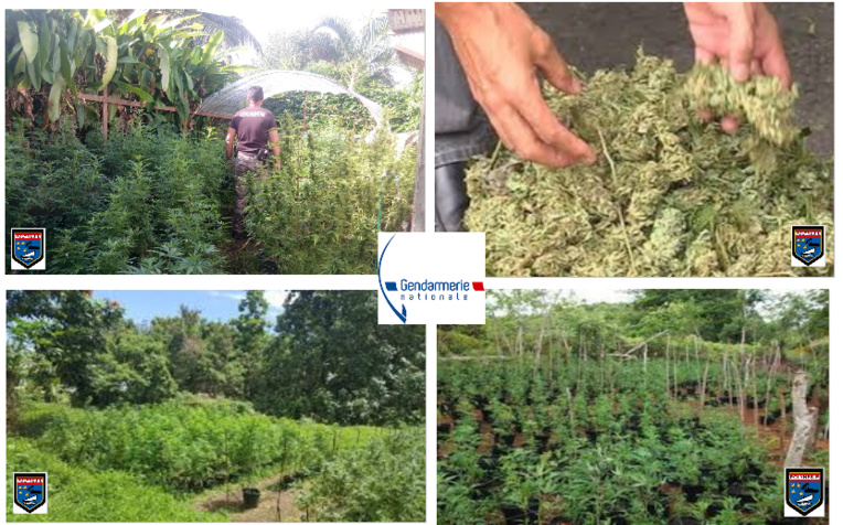 Importante saisie de cannabis à la Presqu'île