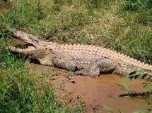 Australie: il échappe à des crocodiles en grimpant sur la table de billard