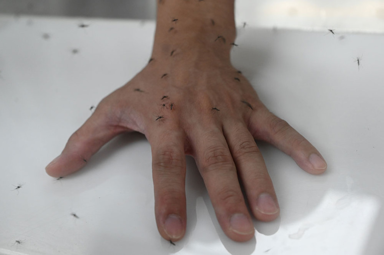 Guadeloupe: 476 cas de dengue confirmés depuis juillet Guadeloupe: 476 cas de dengue confirmés depuis juillet