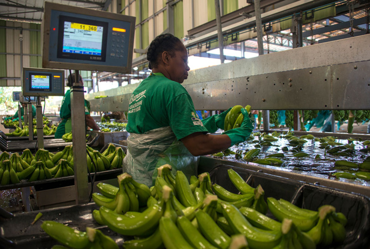 Chlordécone: des associations demandent la reconnaissance d'un préjudice d'anxiété Chlordécone: des associations demandent la reconnaissance d'un préjudice d'anxiété
